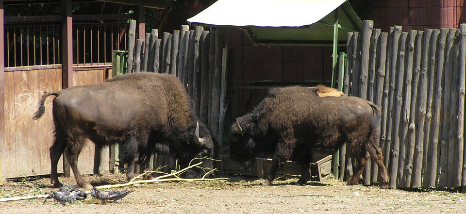 手机号轰炸平台