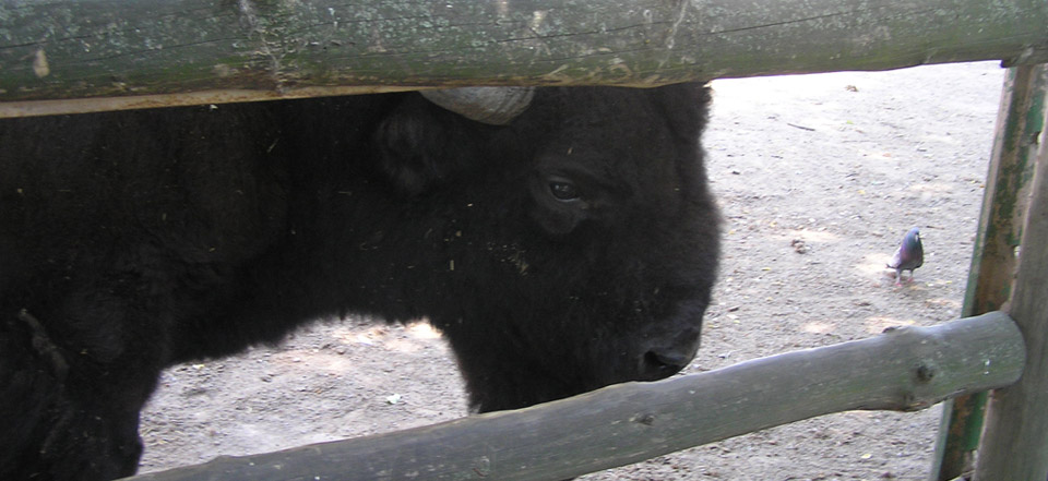 免费信息轰炸机